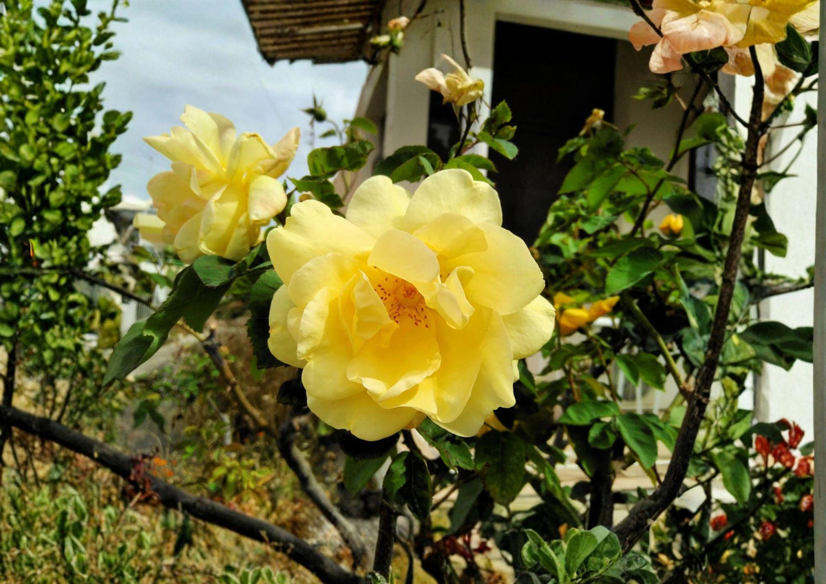 Rosa Xanthina Seeds – Manchu Yellow Rose Heirloom Non-GMO Shrub Flower Seeds for Ornamental Gardens