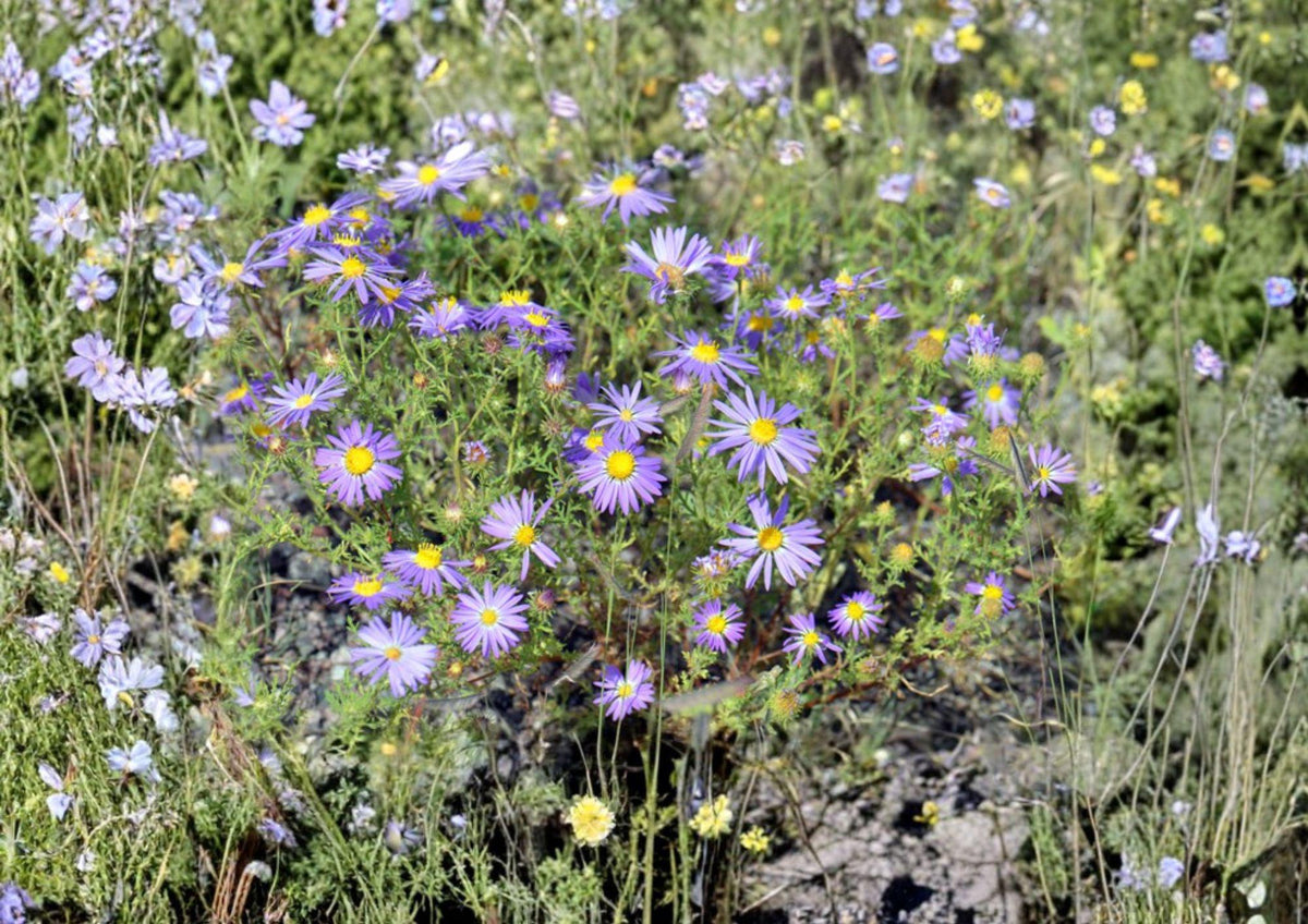 100 Tahoka Daisy Seeds - Purple Blooms, Drought Tolerant, Pollinator Friendly, Heirloom Non-GMO Wildflower Seeds, Machaeranthera tanacetifolia