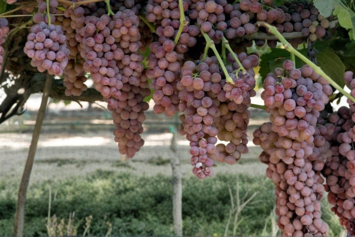 Gum Drop Grape Vine Live Plant 1-2 FT Vitis vinifera Fruitful Climbing Vine for Garden or Vineyard