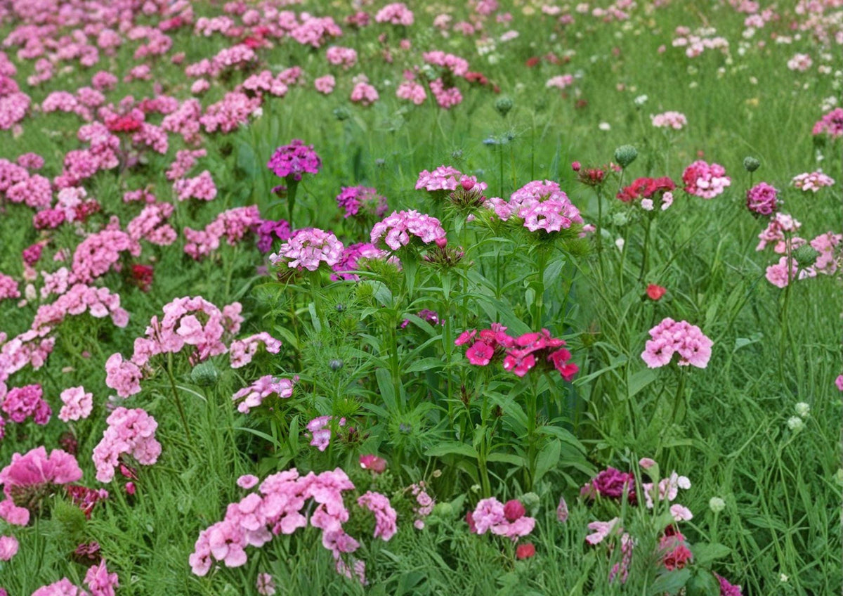 200+ Sweet William Seeds, Dianthus barbatus, Heirloom Non-GMO Perennial, Fragrant Mixed Color Flower Seeds for Garden Beds