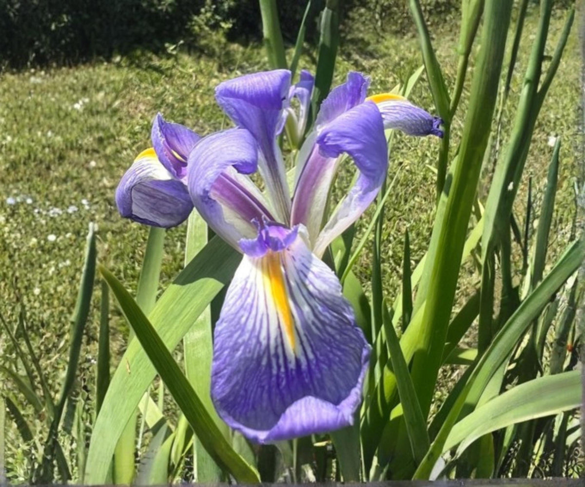 Blue Flag Louisiana Iris Live Pond Plant – Hardy Indigo Aquatic Marginal Flower Garden – Louisiana Iris for Water Gardens
