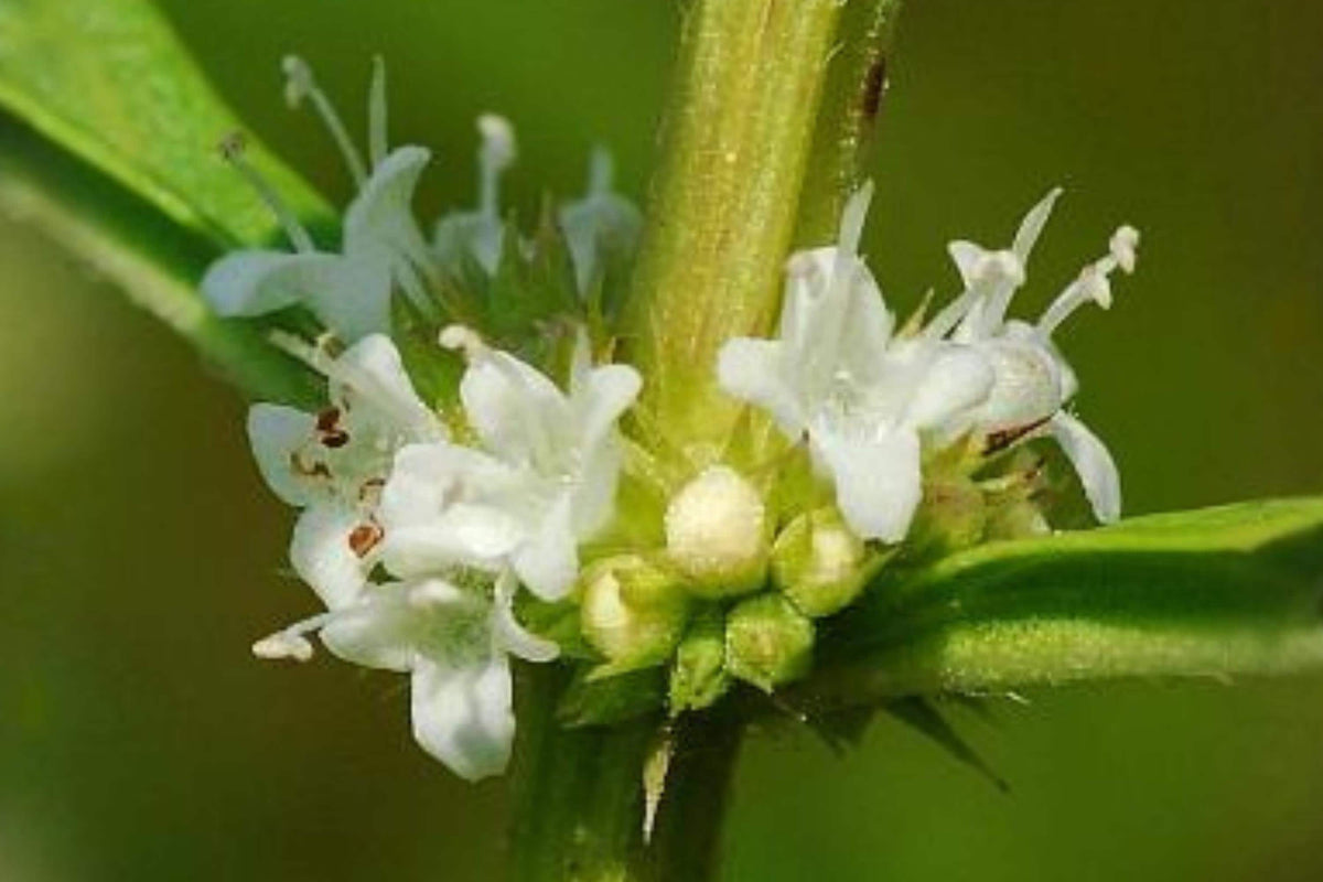 American Bugleweed Seeds (Lycopus americanus) Native Wetland Plant for Rain Gardens & Pollinator Habitats