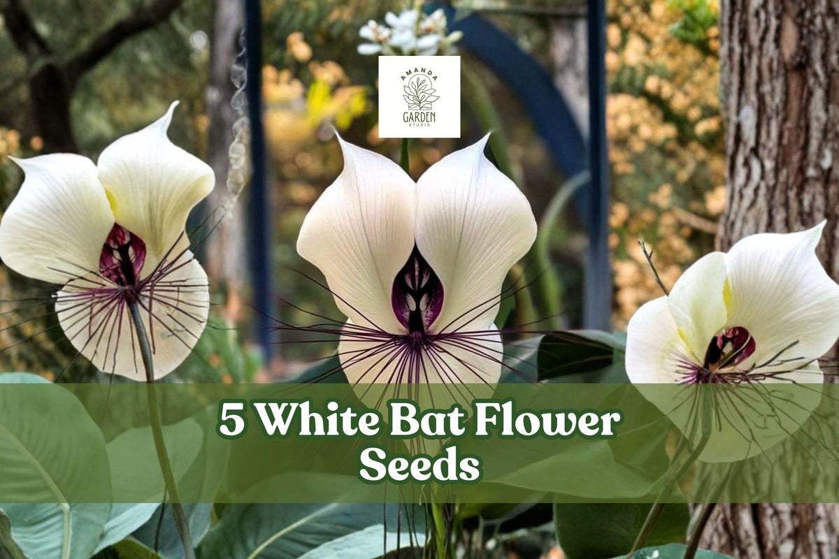 White Bat Flower Seeds – Tacca integrifolia Tropical Perennial with White Bat-Shaped Flowers, Rare Exotic Plant for Indoor & Shaded Gardens