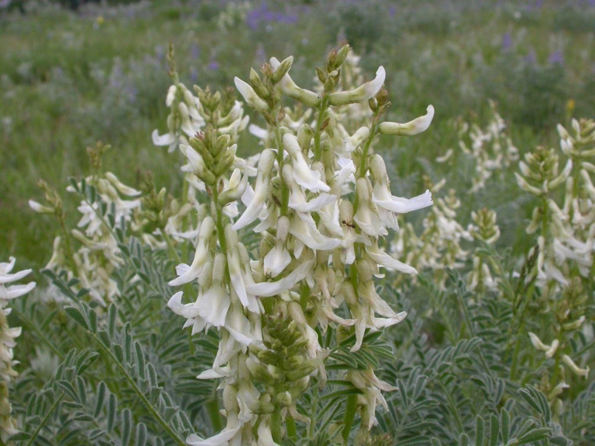 Woolly Milkvetch Seeds – Native Prairie Wildflower, Heirloom, Non-GMO, Astragalus drummondii, Drought-Tolerant, Rock Garden Plant