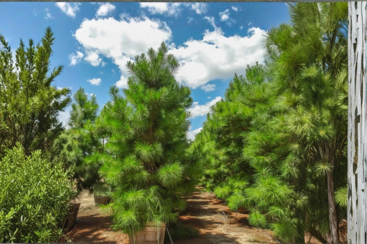 Loblolly Pine Live Plants 1-2 ft Tall | Evergreen Tree Pinus taeda for Landscape & Screening