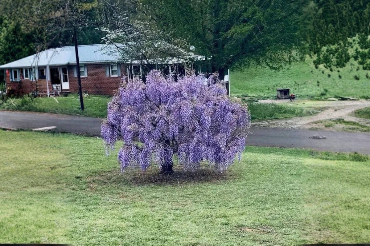 Purple Wisteria Live Plants – 12-18" Climbing Flowering Vine Wisteria sinensis for Gardens and Trellises