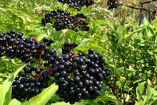 Elderberry Live Plants - 12-18" Bare Root Sambucus Berry Shrub for Garden, Landscape & Edible Gardens