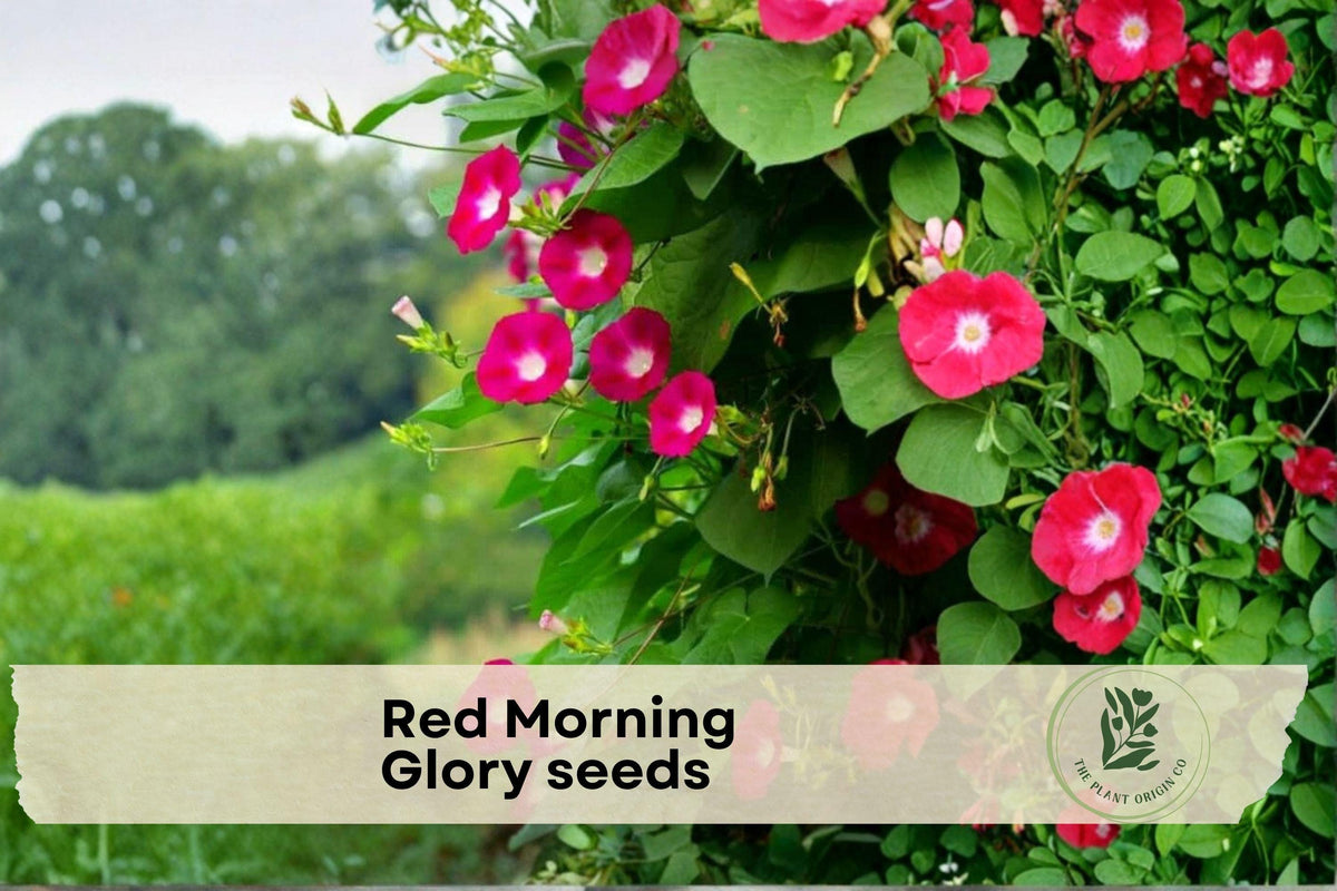 Red Morning Glory Seeds – Climbing Flower Vine, Ipomoea, Bright Red Blooms, Garden, Fence & Trellis Plant Seeds