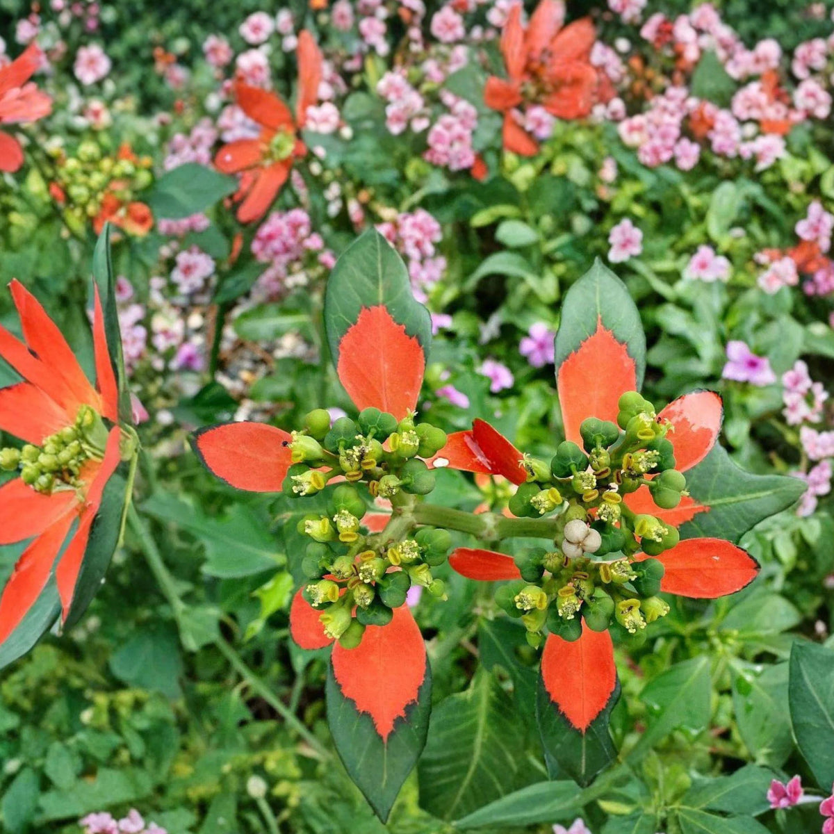 Fire-on-the-Mountain Seeds, Euphorbia cyathophora, Red Bracted Wildflower, Annual Garden Plant, 10 Seeds