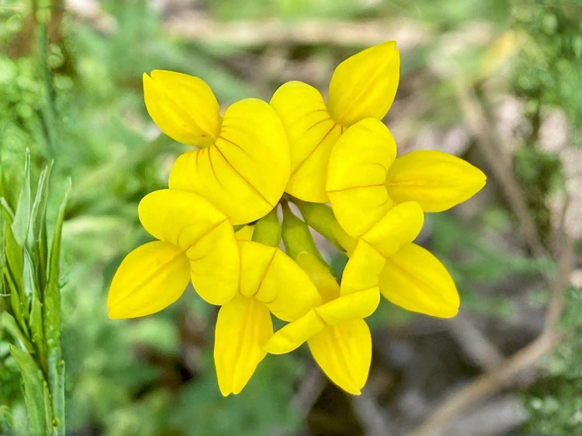 Bird’s Foot Trefoil Seeds - Heirloom, Non-GMO Pollinator Flower, Lotus corniculatus, Low-Growing Ground Cover, Bright Yellow Blooms