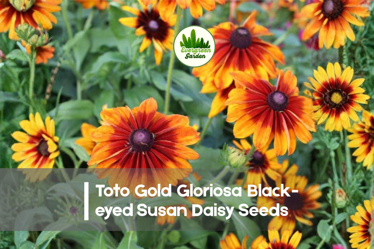 200 Toto Gold Gloriosa Black-eyed Susan Daisy Seeds | Rudbeckia hirta | Bright Yellow Flowers for Borders & Pollinator Gardens