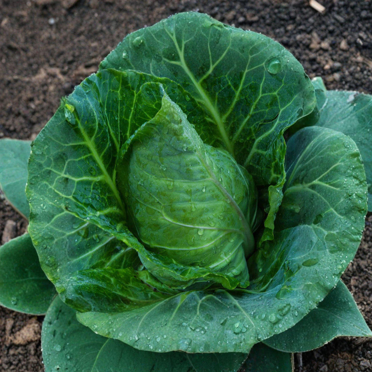 Champion Collards Seeds 250 Brassica oleracea var. viridis Heirloom Leafy Vegetable for Garden, Raised Bed & Container Cultivation