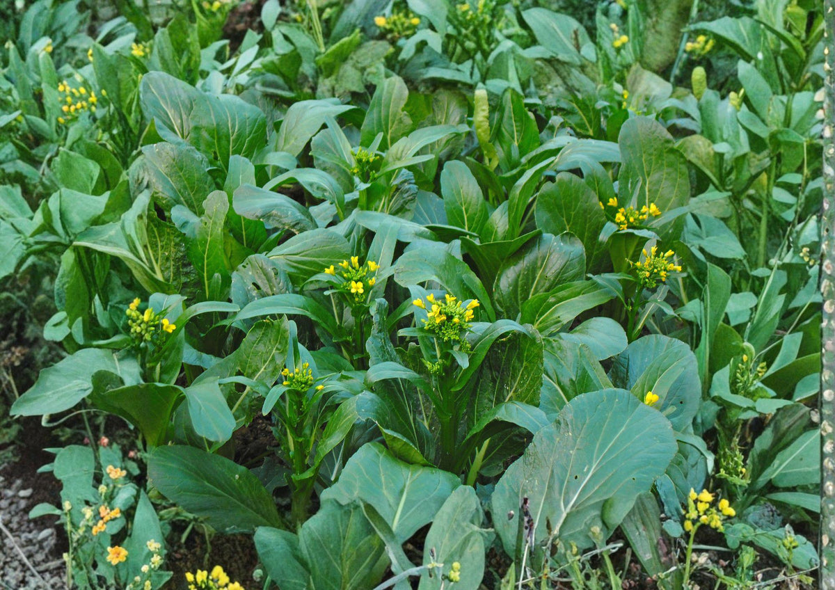 Yu Choy Choi Sum Seeds, Heirloom Non-GMO Brassica Vegetable, Asian Leafy Greens for Garden, Fast Growing Cool Season Crop