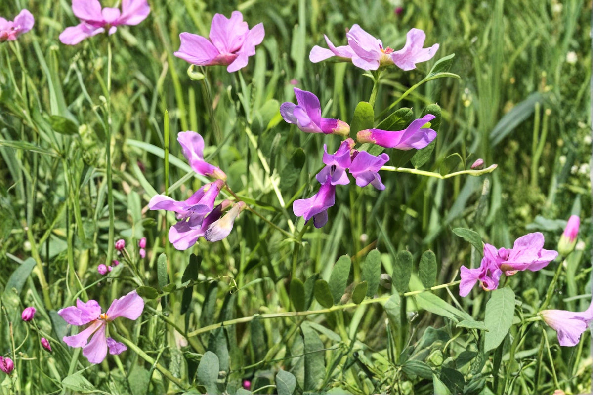 American Vetch Seeds – Vicia americana Perennial Legume Vine with Purple to Blue Flowers