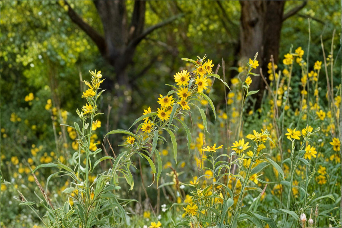 Maximilian Sunflower Seeds – Helianthus maximiliani – Perennial Wildflower for Pollinator Gardens and Meadow Plantings