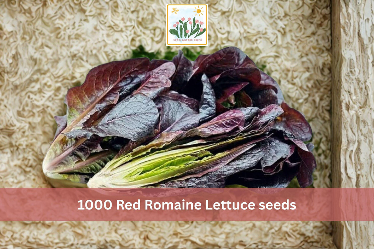 Red Romaine Lettuce Seeds – 1000 Pack, Leafy Vegetable, Crisp, Red Color, Lactuca sativa, Cool Season Garden Seeds