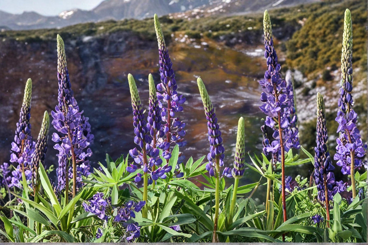 Riverbank Lupine Seeds – Lupinus rivularis Perennial Flower with Purple to Blue Blooms, Native Coastal Plant, Nitrogen Fixing Seed Pack