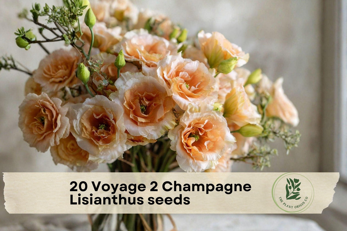20 Voyage 2 Champagne Lisianthus Flower Seeds | Eustoma grandiflorum | Ornamental, Ruffled Blooms for Garden & Cut Flowers