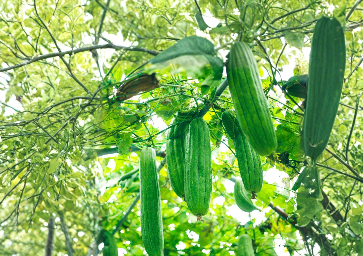 Luffa Gourd Seeds, Loofah Sponge Vegetable Plant, Heirloom Non-GMO Vine for Garden Growing, Natural Bath Sponge, Climbing Plant