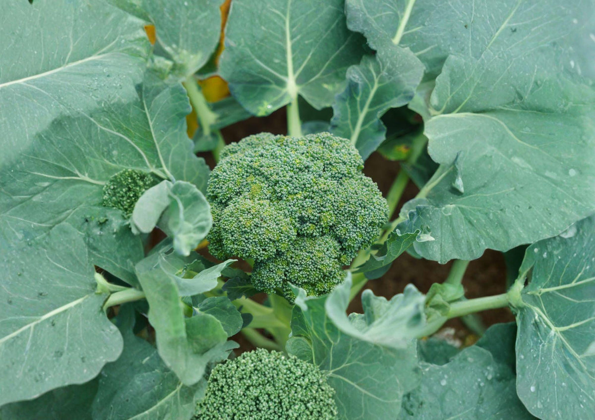 Calabrese Broccoli Seeds, Non-GMO Heirloom Vegetable, Italian Brassica, Large Head, High Yield, Garden Planting, 500+ Seeds