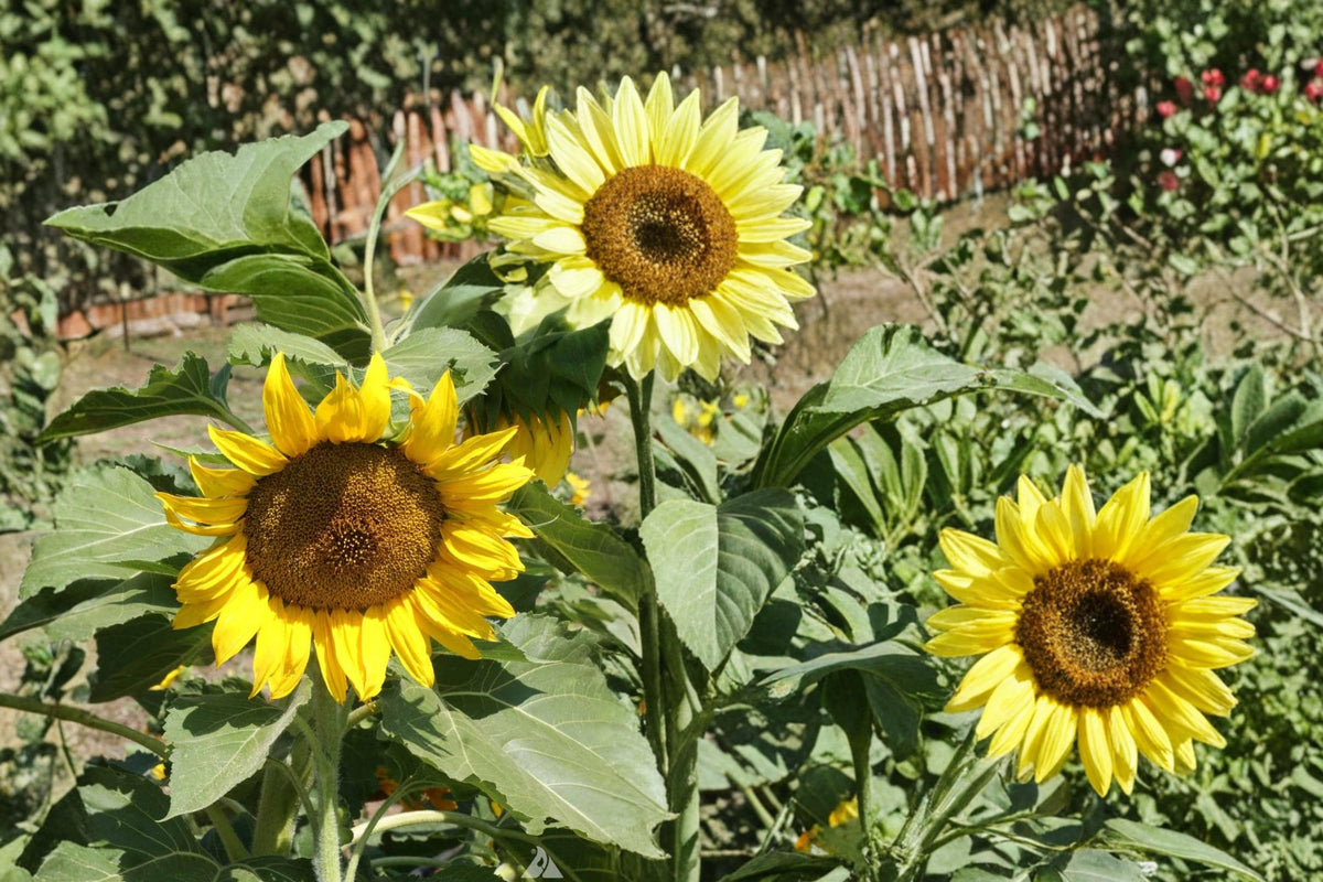 Sunspot Sunflower Seeds – Helianthus annuus – Compact Annual with Large Yellow Blooms for Garden Borders