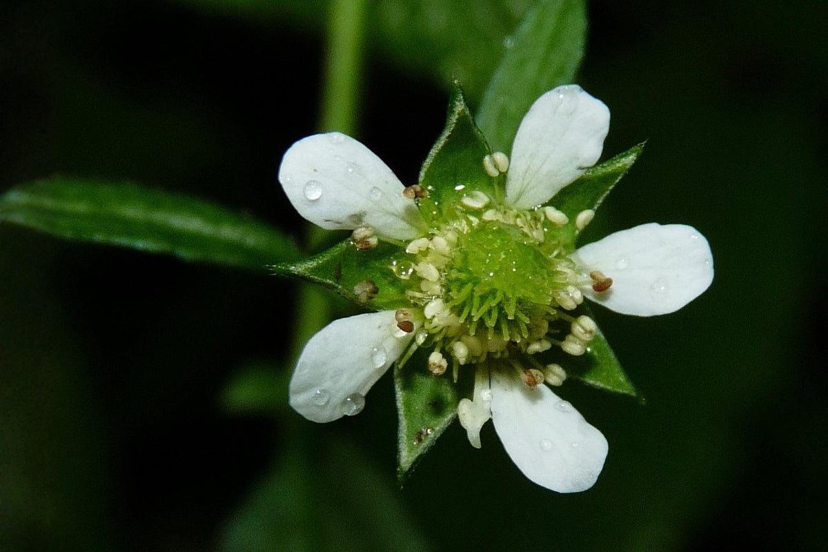 White Avens Seeds - Native Wildflower, Geum canadense, Pollinator Friendly, Woodland Garden, Shade Plant, 100 Seeds