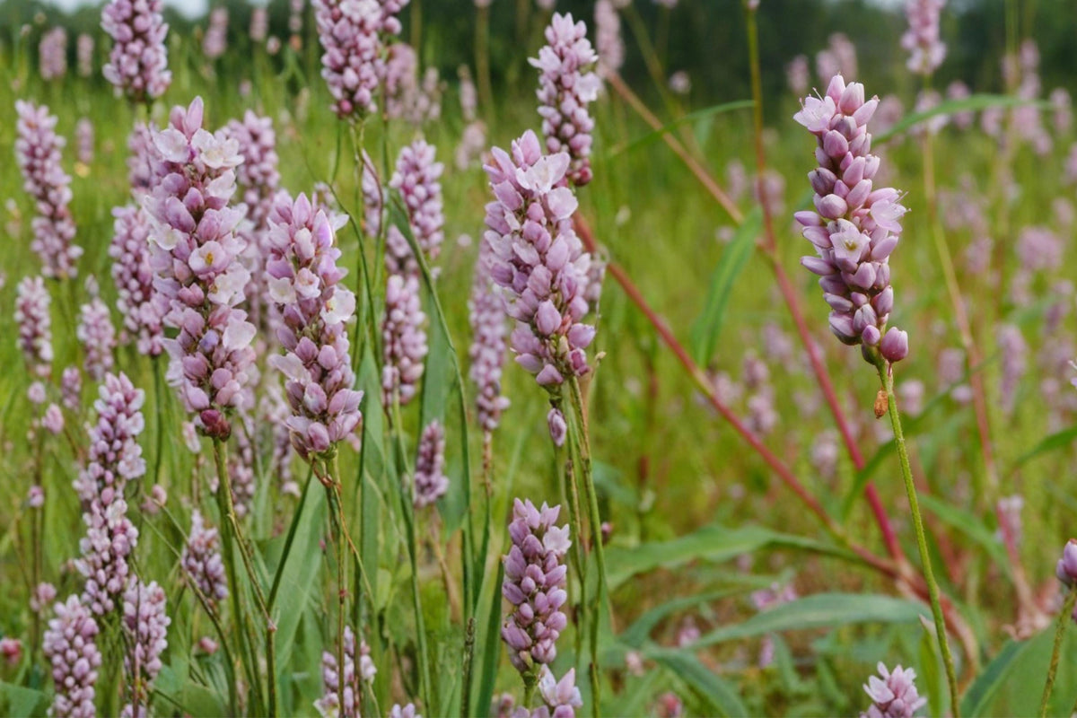 Pinkweed Seeds – Persicaria pensylvanica Wildflower, Pink Clusters, Moist Soil, Annual Garden Flower, Pollinator Plant, Full Sun to Partial Shade