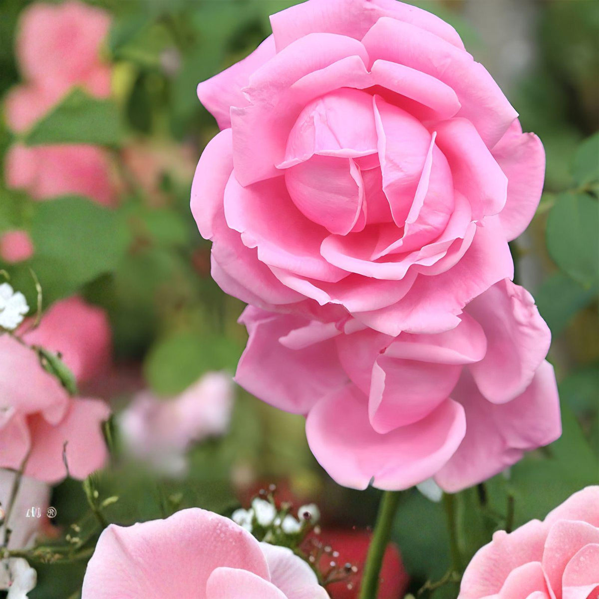 Madame Caroline Testout Rose Cuttings – Vintage Pink Heirloom Live Plants for Grafting and Propagation – Rosa ‘Madame Caroline Testout’