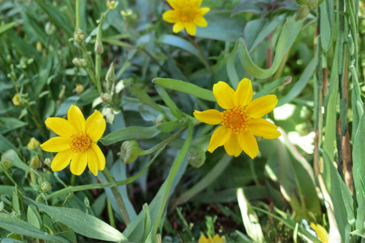 Yellowray Goldfields Wildflower Seeds – Lasthenia glabrata, Bright Yellow Daisy-Like Blooms, Annual Native Wildflower for Meadow & Garden