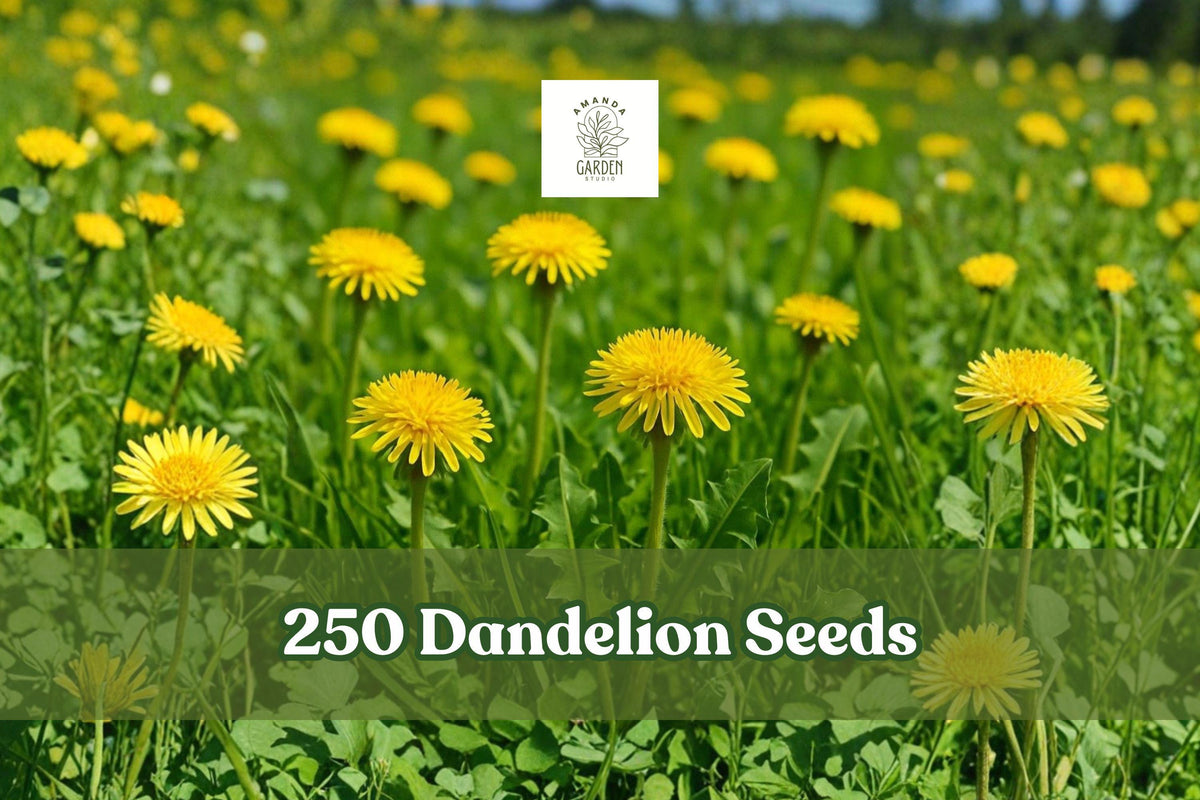 Dandelion Seeds Pack of 250 | Taraxacum officinale Yellow Flower | Hardy Perennial Herb for Garden & Herb Use
