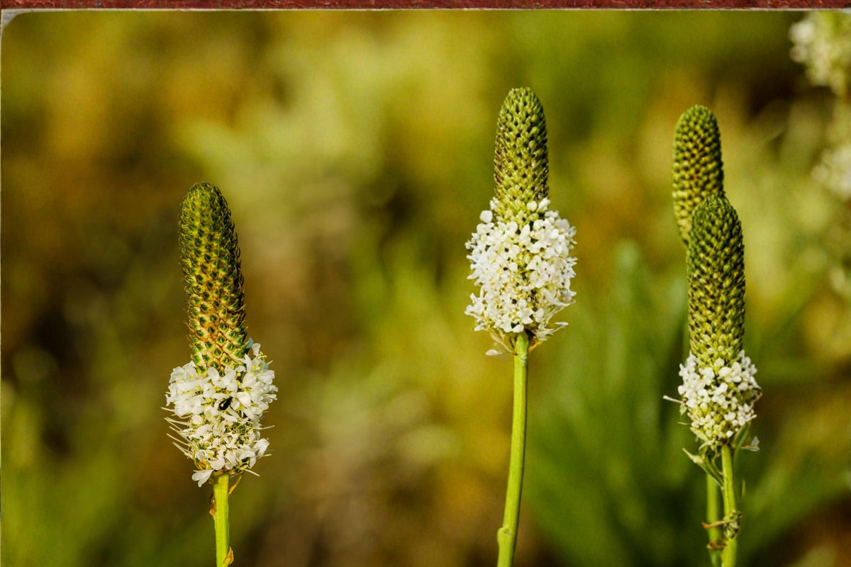 White Prairie Clover Seeds – Dalea candida Perennial Wildflower with White Flower Spikes for Prairie & Natural Landscapes