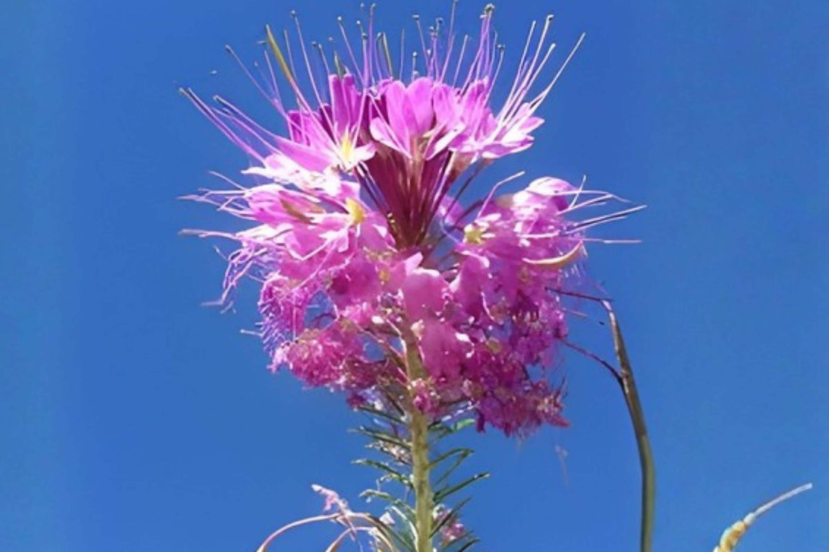 Rocky Mountain Bee Plant Seeds – Native Wildflower with Pink to Purple Blooms, Attracts Pollinators, Cleome serrulata, 75 Seeds