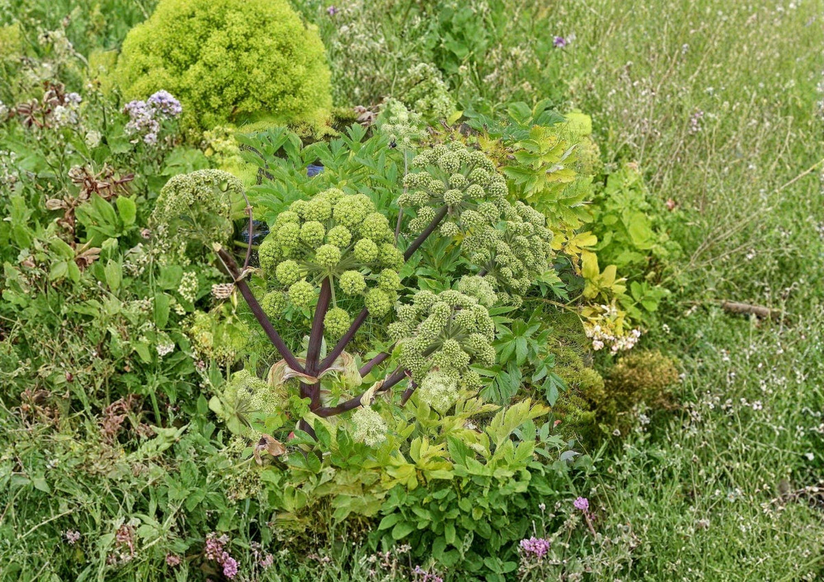Angelica Holy Ghost Seeds - Heirloom Non-GMO Biennial Herb for Culinary, Medicinal, and Fragrant Gardens - Angelica archangelica