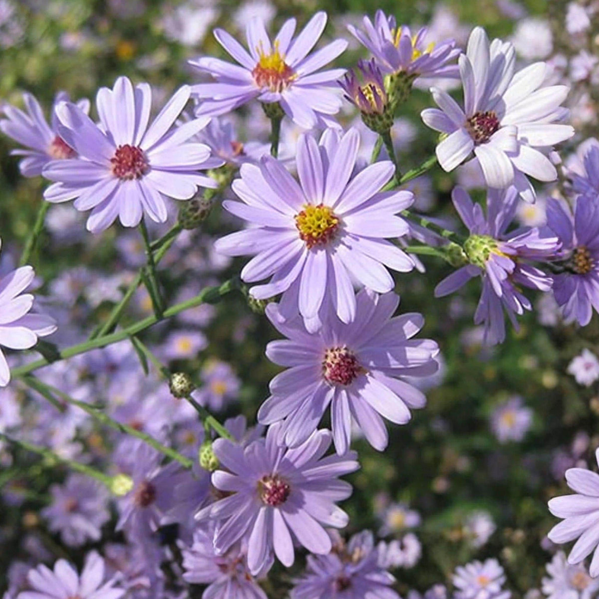 Swamp Aster Seeds, Native Perennial Wildflower, Purple Lavender Flowers, Pollinator Attracting, Symphyotrichum puniceum, 100 Seeds