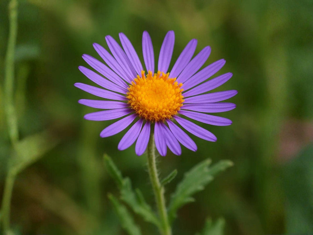 Purple Aster Seeds – Heirloom Bigelow’s Tansyaster Wildflower for Garden, Native, Non-GMO, Vibrant Purple Blooms, Machaeranthera bigelovii