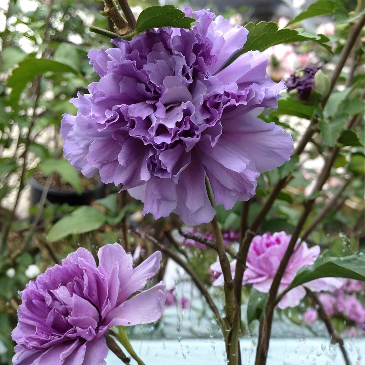 Double Purple Pink Rose of Sharon Cuttings – Hibiscus syriacus, Hardy Shrub, Unrooted Live Propagation Stock