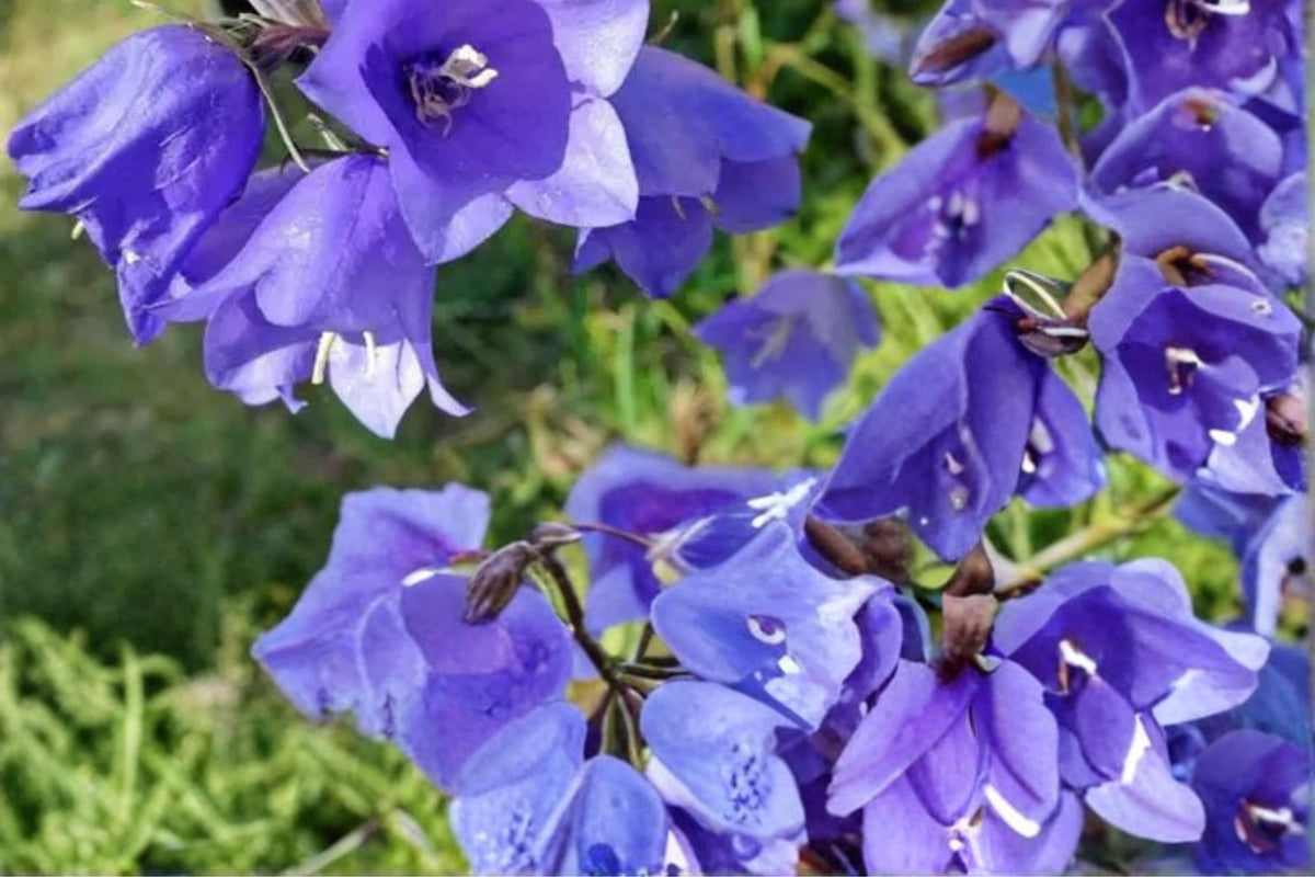 Tussock Bellflower Seeds – Campanula carpatica – Perennial Blue, Purple, White Flowers for Borders & Rock Gardens