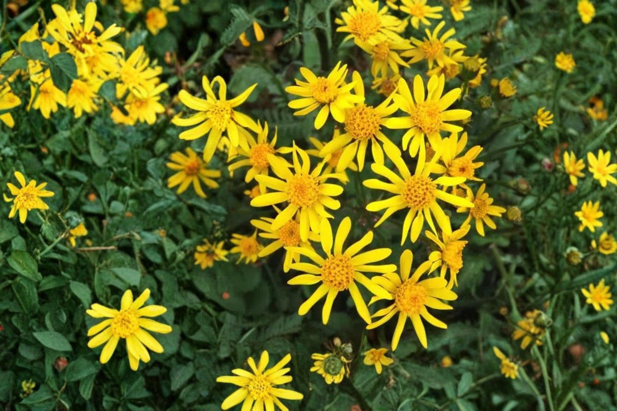 Golden Ragwort Seeds – Packera aurea Perennial with Bright Yellow Daisy-Like Flowers for Shade Gardens, 75 Seeds