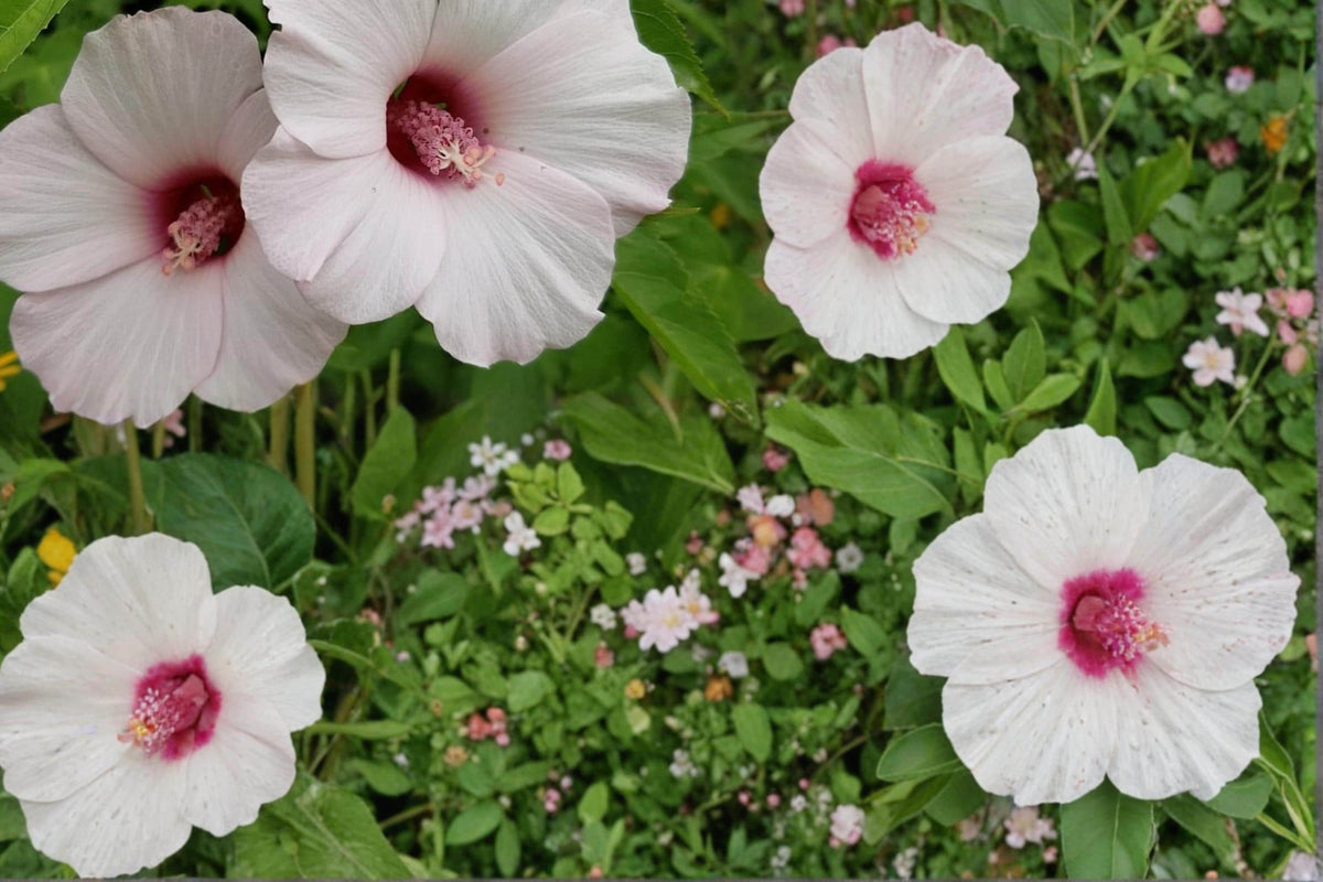 Rose Mallow Seeds – Hibiscus militaris Herbaceous Perennial with Pink to White Flowers, Wetland & Moist Soil Plant