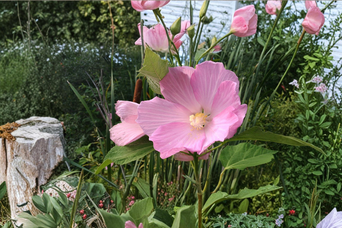 Swamp Rose Mallow Seeds – Hibiscus moscheutos – Wetland Native Perennial with Large Pink, Red, or White Flowers