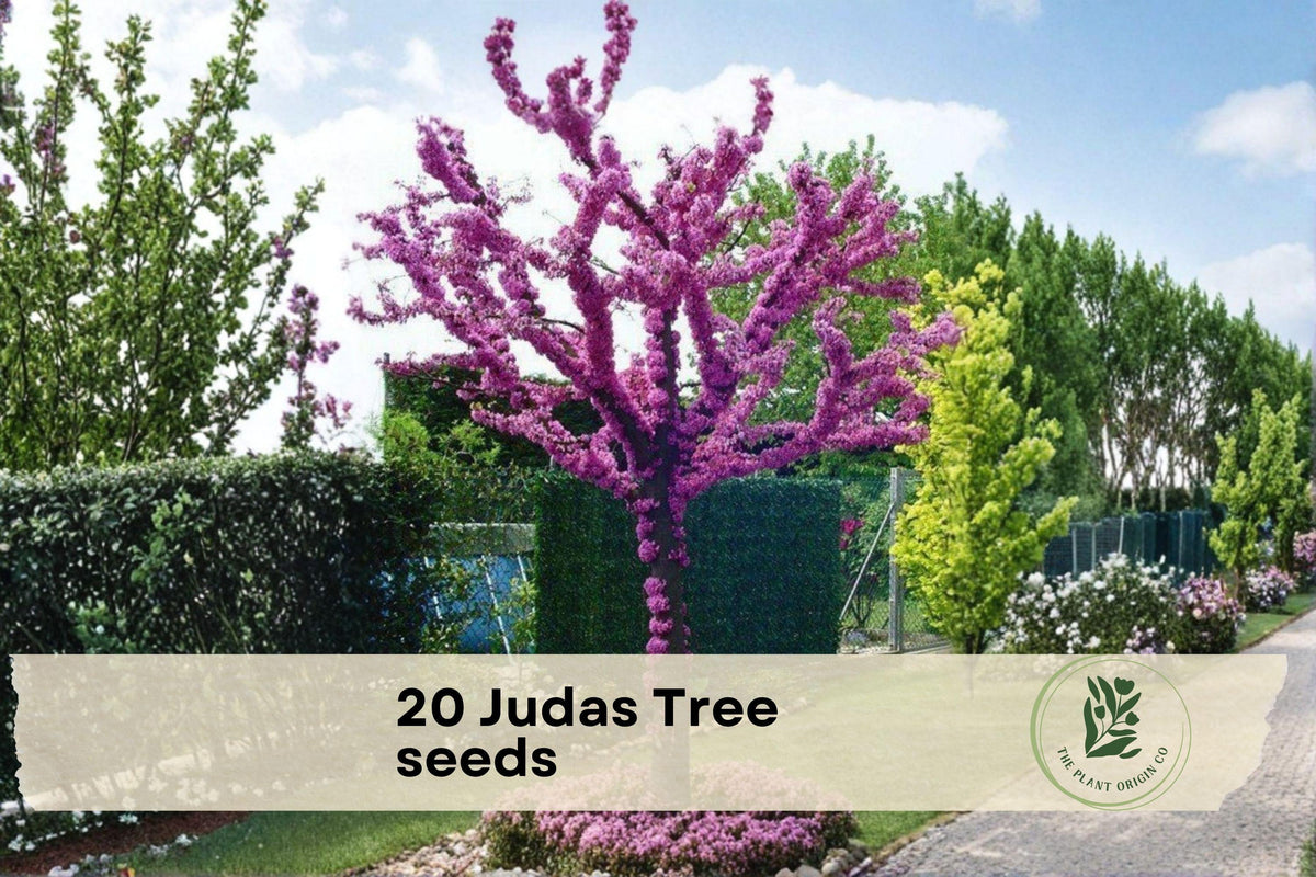 20 Judas Tree Seeds Cercis siliquastrum | Ornamental Flowering Tree for Garden & Bonsai