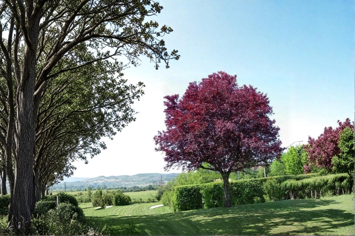 Cistena Plum Live Plants – Purple Leaf Ornamental Tree, Prunus cerasifera, 2ft Tall, Pink Spring Blossoms, Compact Growth