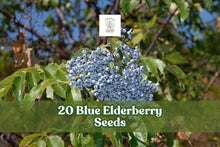 Blue Elderberry Seeds, Sambucus caerulea, Berry-Producing Shrub, Ornamental Plant, 20 Seeds