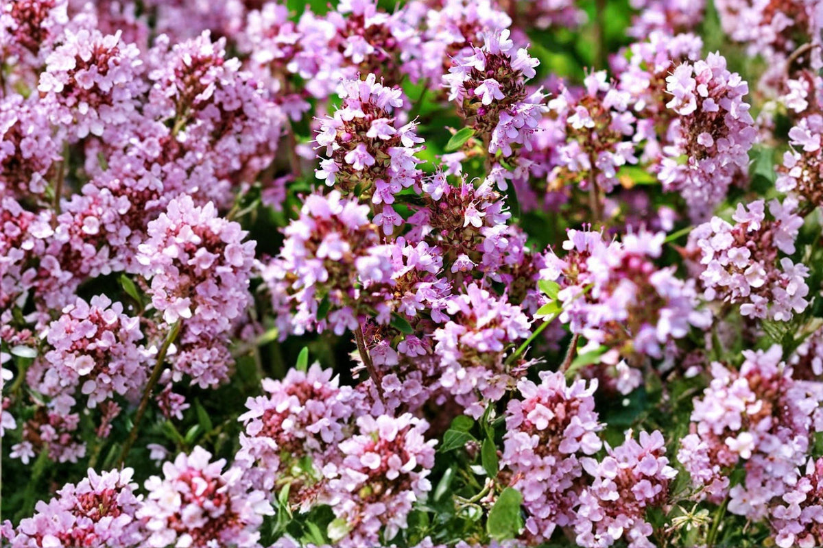 Wild Thyme Seeds – 100 Pack – Thymus pulegioides Aromatic Perennial Herb with Pink to Purple Flowers for Rock Gardens and Groundcover