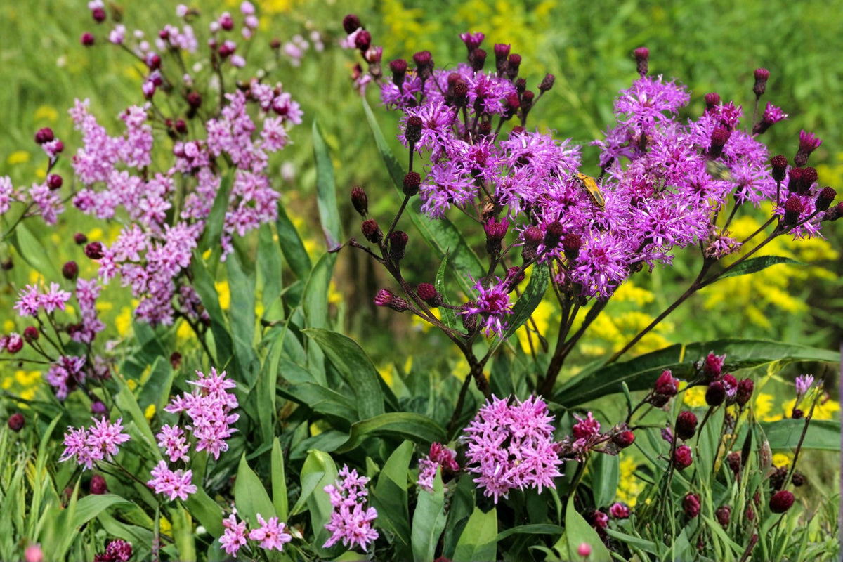 New York Ironweed Seeds – Vernonia noveboracensis – Purple Wildflower Perennial for Wetlands & Meadows