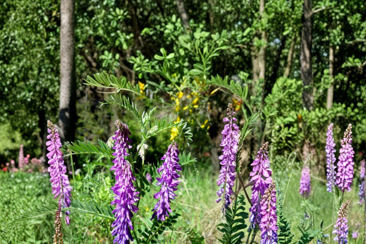 Hairy Vetch Seeds 100 Pack – Vicia villosa, Purple Flowering Cover Crop, Trailing Vining Legume, Soil Improvement Plant