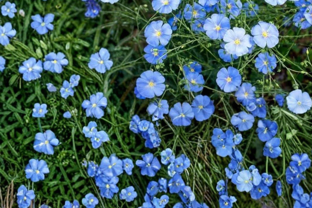 Perennial Blue Flax Seeds – Linum perenne Herbaceous Plant for Borders & Rock Gardens, Drought Tolerant, Blue Flowers, 100 Seeds