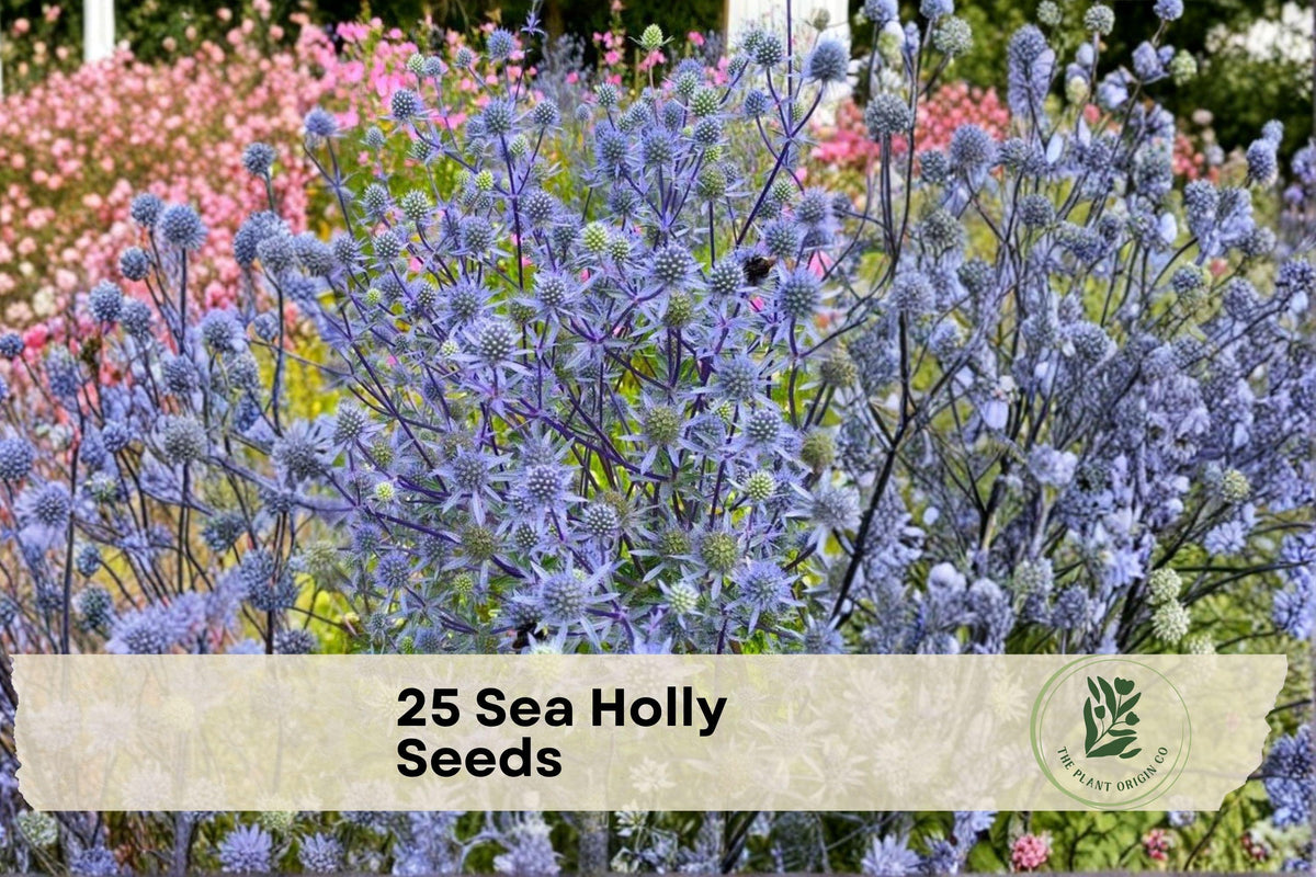 Sea Holly Seeds 25 Eryngium spp. Blue Star Flower Ornamental Perennial for Borders & Dried Arrangements