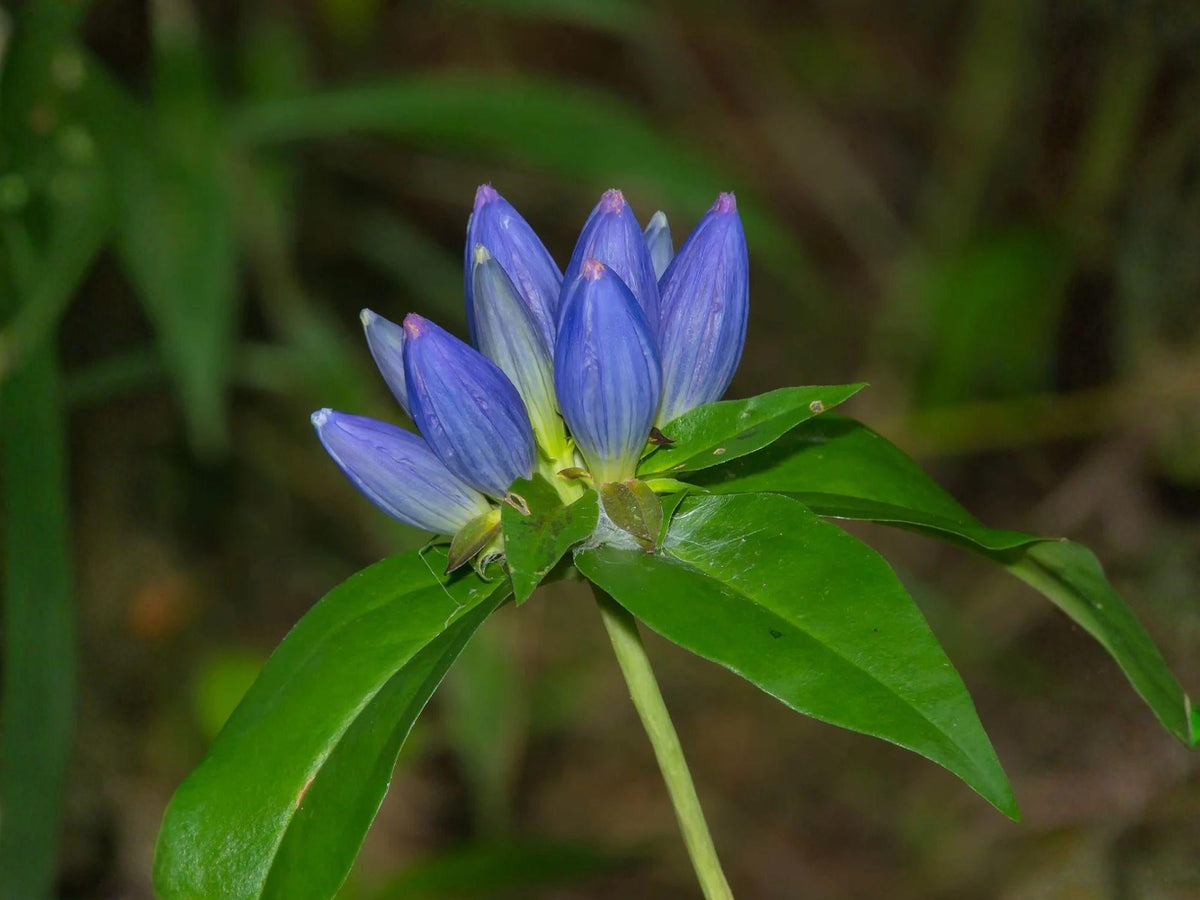 Gentiana Andrewsii Seeds – Bottle Gentian Heirloom Non-GMO Wildflower Seeds for Native Gardens and Pollinator Attracting Blooms