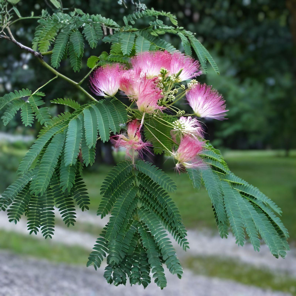 Pink Mimosa Tree Sapling – Albizia julibrissin, Silk Tree with Pink Flowers, Bare Root Flowering Shade Tree